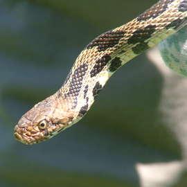 Brake for Snakes
